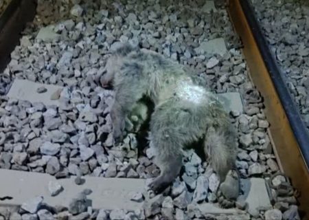 دو توله خرس بر اثر برخورد با قطار در مرودشت تلف شدند