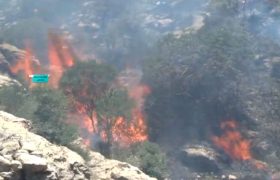 🎥: جنگل‌های زاگرس را در فارس دریابید!