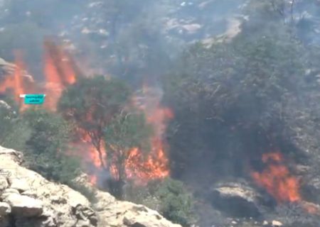 🎥: جنگل‌های زاگرس را در فارس دریابید!