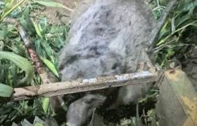 تلف شدن خرس قهوه‌ای زخمی در شهرستان سرچهان