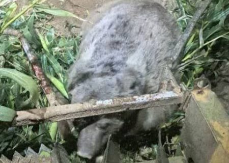 تلف شدن خرس قهوه‌ای زخمی در شهرستان سرچهان