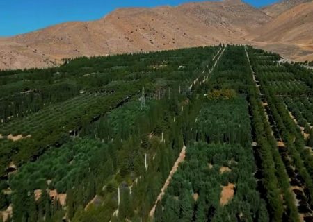 باغ بش تا پایان امسال در اختیار شهروندان قرار می گیرد