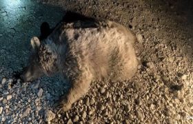 خرس قهوه‌ای قربانی جاده‌های ناایمن در سرچهان