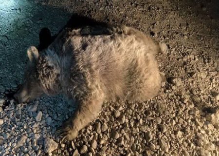 خرس قهوه‌ای قربانی جاده‌های ناایمن در سرچهان