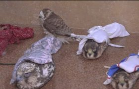 🎥: انهدام باند قاچاق پرندگان شکاری