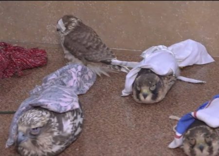 🎥: انهدام باند قاچاق پرندگان شکاری