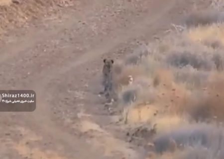 🎥: حیات وحش پارک ملی بمو