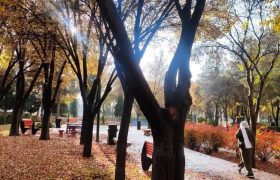 📸: طراوت هوای شیراز در پی بارش باران