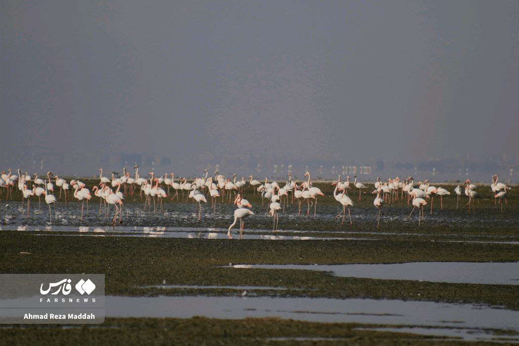 جان دوباره تالاب مهارلو