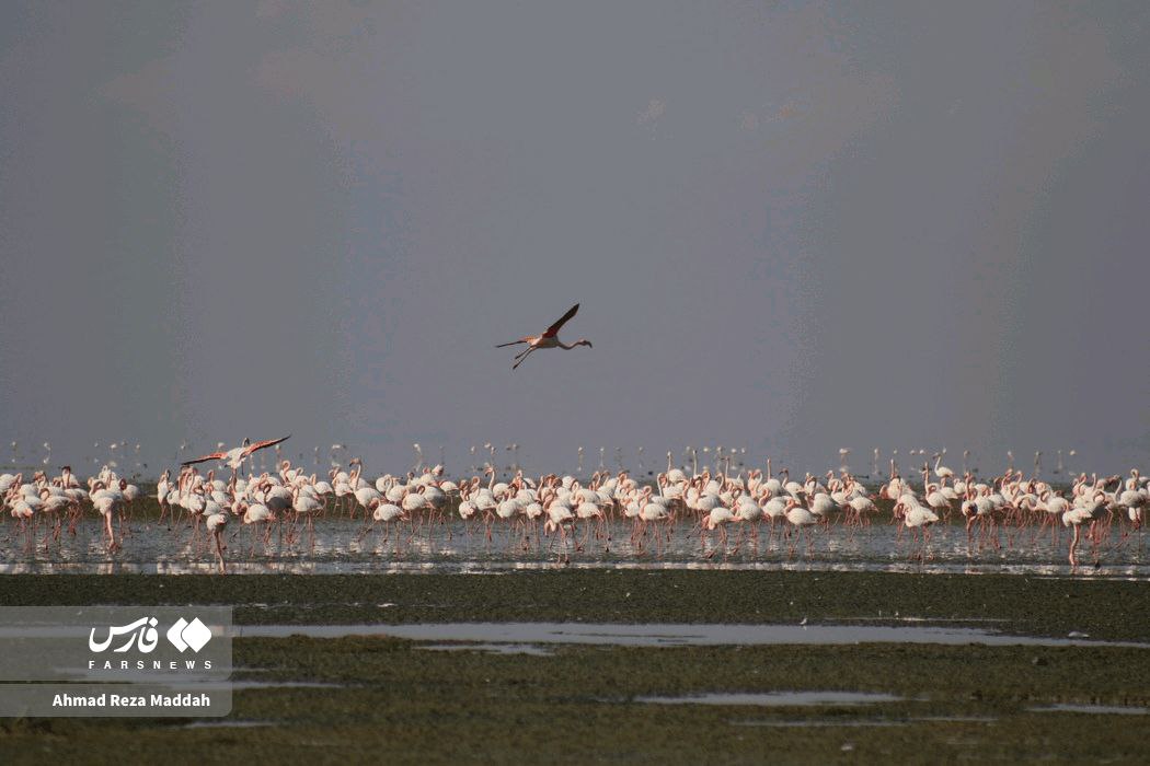 جان دوباره تالاب مهارلو