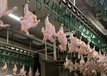 هر کیلو ۲۰۰ هزار تومان؛ “مرغ” در شیراز پرواز کرد