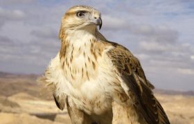 رهاسازی سارگپه درمان‌ شده در دره‌ هایقر فیروزآباد