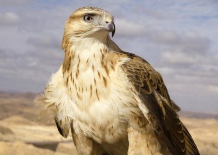 رهاسازی سارگپه درمان‌ شده در دره‌ هایقر فیروزآباد