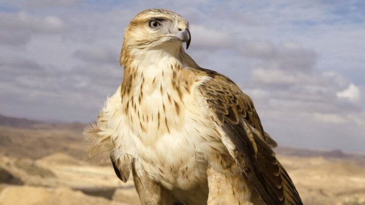 رهاسازی سارگپه درمان‌ شده در دره‌ هایقر فیروزآباد