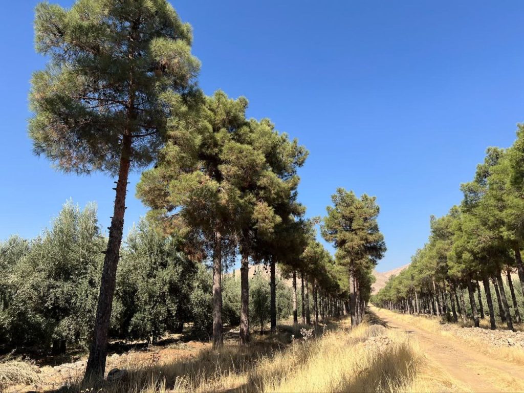 photo_2026-01-04_18-43-00 تلاش برای گشایش باغ بش از ابتدای سال آینده