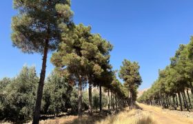 تلاش برای گشایش باغ بش از ابتدای سال آینده