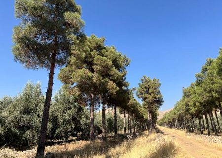 تلاش برای گشایش باغ بش از ابتدای سال آینده